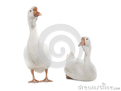 Male and female geese isolated on white Stock Photo