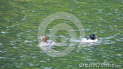 Male and female goosanders, Mergus merganser, in Blackford Pond. Edinburgh, Scotland Stock Photo