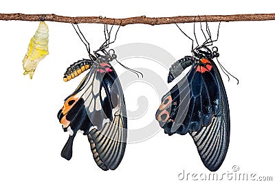 Male and female Great Mormon Papilio memnon butterflies Stock Photo