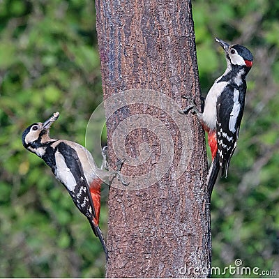 Great Spoted Woodpecker Pair Dendrocopus Major Stock Photo