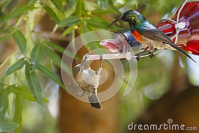 A male & female Greater Double-collared sunbird Stock Photo