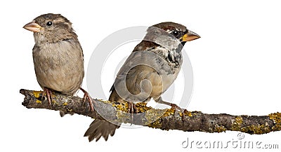 Male and Female House Sparrow, Passer Stock Photo