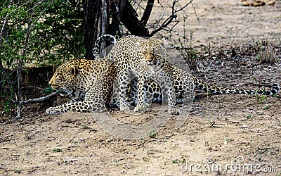 Male and female Leopard Stock Photo