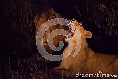 Male and Female lion at night Stock Photo