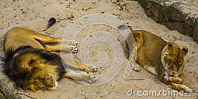 Male and female lion together, Male lion sleeping, lioness licking her paw, vulnerable animal specie from Africa Stock Photo