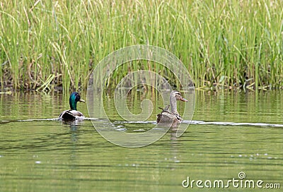 A male and female mallard Anas platyrhynchos swimming together Stock Photo