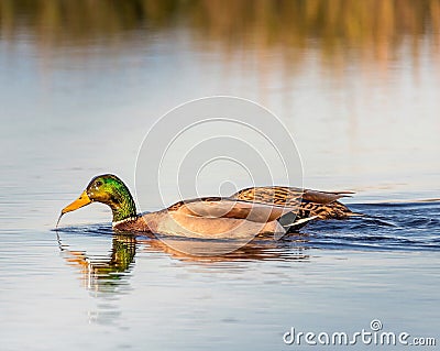 Mallard Ducks out for a swim Stock Photo