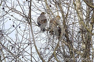 Red-shouldered Hawk pair building nest, Georgia, USA Stock Photo