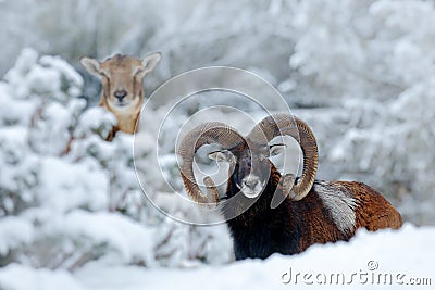 Male and female of Mouflon, Ovis orientalis, winter scene with snow in the forest, horned animal in the nature habitat. Portrait o Stock Photo