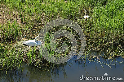 Nest and male and female mute swan, Gygnus Olor in the pond in the park in spring. Stock Photo