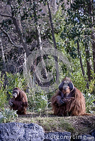 Male and Female Orangutan Stock Photo