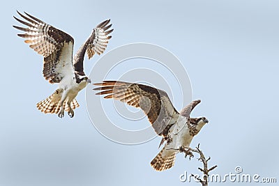 Male and female osprey Stock Photo