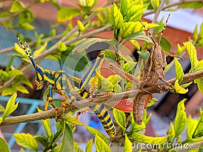 A male and female pair of locusts or African Bush Grasshoppers breeding and mating summer Stock Photo