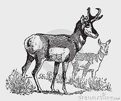 Male and female pronghorn antilocapra americana standing in a landscape Vector Illustration