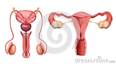 Reproductive System Set Vector Illustration