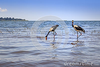 Male and female saddle-billed stork Ephippiorhynchus senegalensis eating a fish on the shore of Lake Victoria, Entebbe Stock Photo