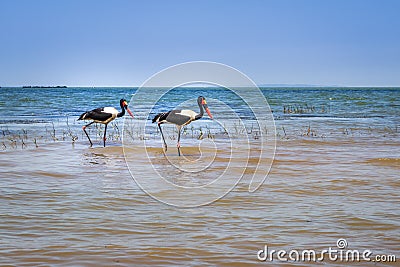 Male and female saddle-billed stork Ephippiorhynchus senegalensis eating a fish on the shore of Lake Victoria, Entebbe Stock Photo