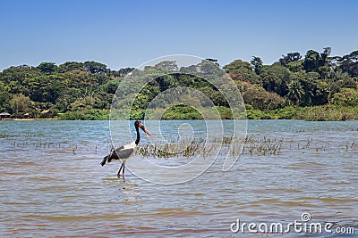 Male and female saddle-billed stork Ephippiorhynchus senegalensis eating a fish on the shore of Lake Victoria, Entebbe Stock Photo