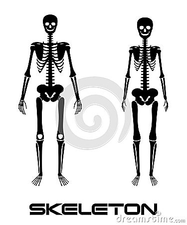 Male and female skeleton - vector silhouettes Vector Illustration