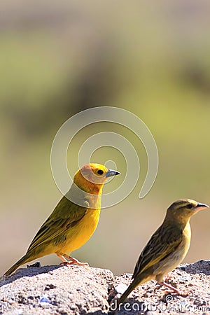 The male and female of taveta golden weaver Stock Photo