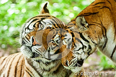 Male And Female Tiger Stock Photo