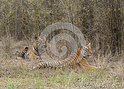 Male and Female tigers in courtship at Tadoba Andhari Tiger Reserve,Maharashtra,India Stock Photo