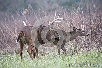 White Tailed Deer Buck and doe are mating during the rutting season. Stock Photo