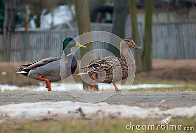Male and female wild mallards walk together down a street on public road Stock Photo