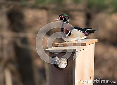 Male and female wood duck Stock Photo