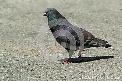 Feral Pigeon - Columba livia domestica Stock Photo
