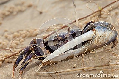 Male fiddler crab Afruca tangeri on the sand. Stock Photo