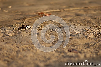 Male fiddler crab Afruca tangeri on the sand. Stock Photo