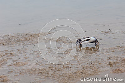 Male fiddler crab Afruca tangeri on the sand. Stock Photo