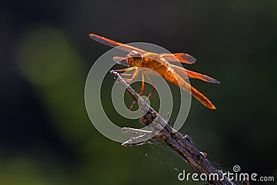 Male Flame Skimmer Stock Photo