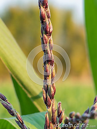 Male flower corn in farm field Stock Photo