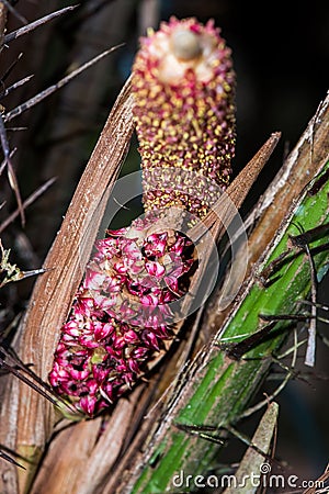 Male flower & x28;pollen& x29; and female flower of salak & x28;Salacca zalacca Stock Photo