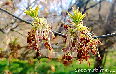 Male flowers of an ash maple Acer negundo Stock Photo