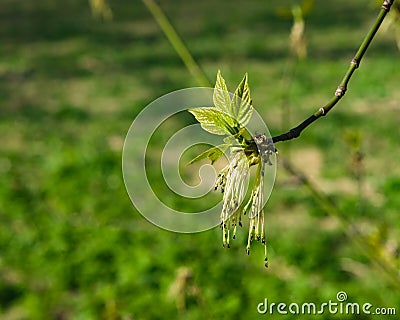 Male flowers on branch ash-leaved maple, Acer negundo, macro with bokeh background, selective focus, shallow DOF Stock Photo