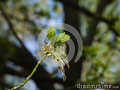 Male flowers on branch ash-leaved maple, Acer negundo, macro with bokeh background, selective focus, shallow DOF Stock Photo