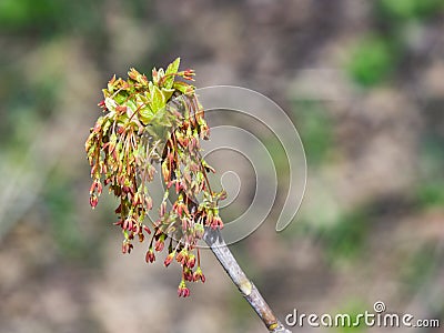 Male flowers on branch ash-leaved maple, Acer negundo, macro with bokeh background, selective focus, shallow DOF Stock Photo