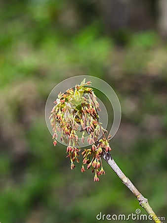 Male flowers on branch ash-leaved maple, Acer negundo, macro with bokeh background, selective focus, shallow DOF Stock Photo