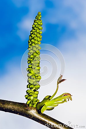 Male flowers of common walnut Stock Photo