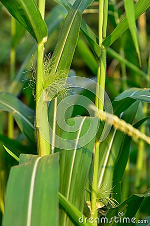 Male flowers of corn Stock Photo