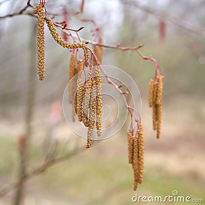 Male flowers of a gray alder Alnus incana Stock Photo