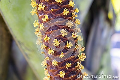 Male Flowers of Lodoicea maldivica. Stock Photo