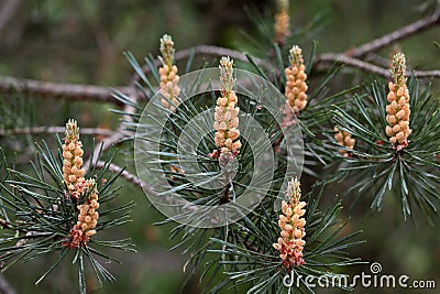 Male Flowers of a Scots Pine Stock Photo