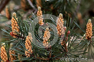 Male Flowers of a Scots Pine Stock Photo