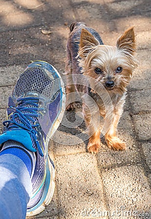 Male foot in trainer and a small dog Stock Photo