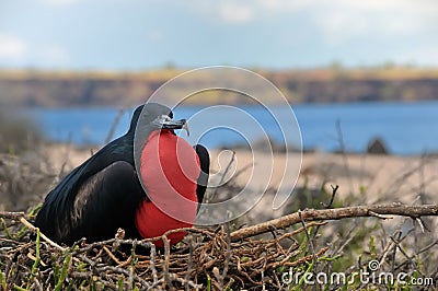 Male Frigate Bird in the Galapagos Islands Stock Photo