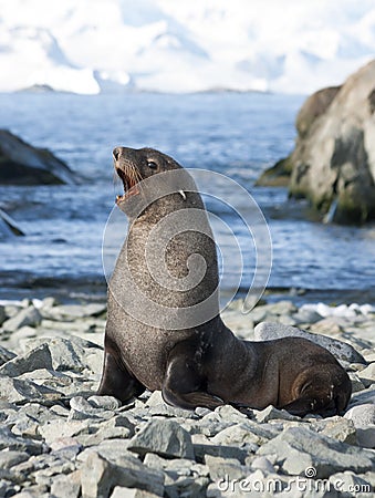 Male fur seals on the beach of the Antarctic. Stock Photo